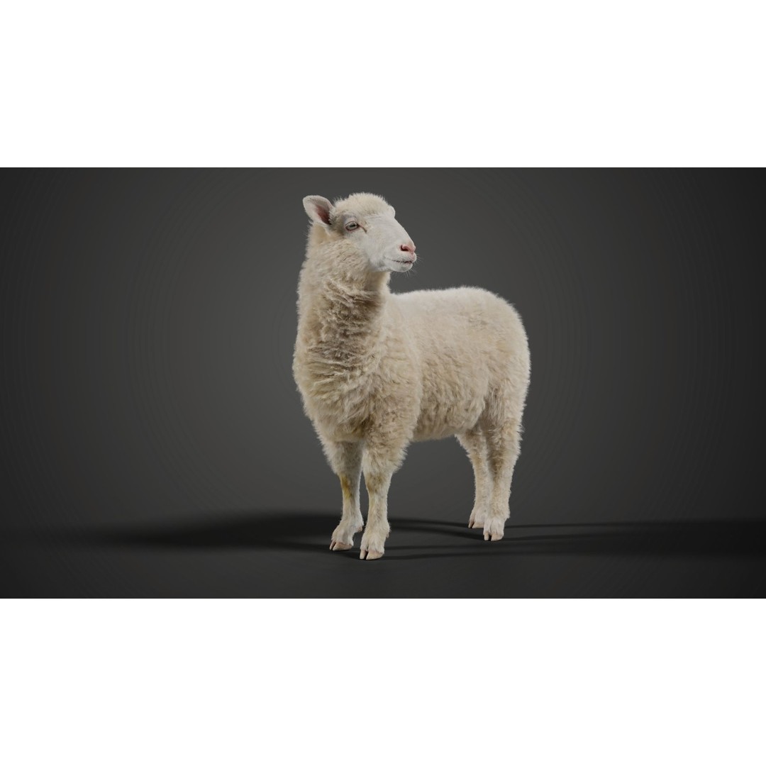 Young Sheep 3D Model – Rigged Animal with Animation, Blender, OBJ - View 3