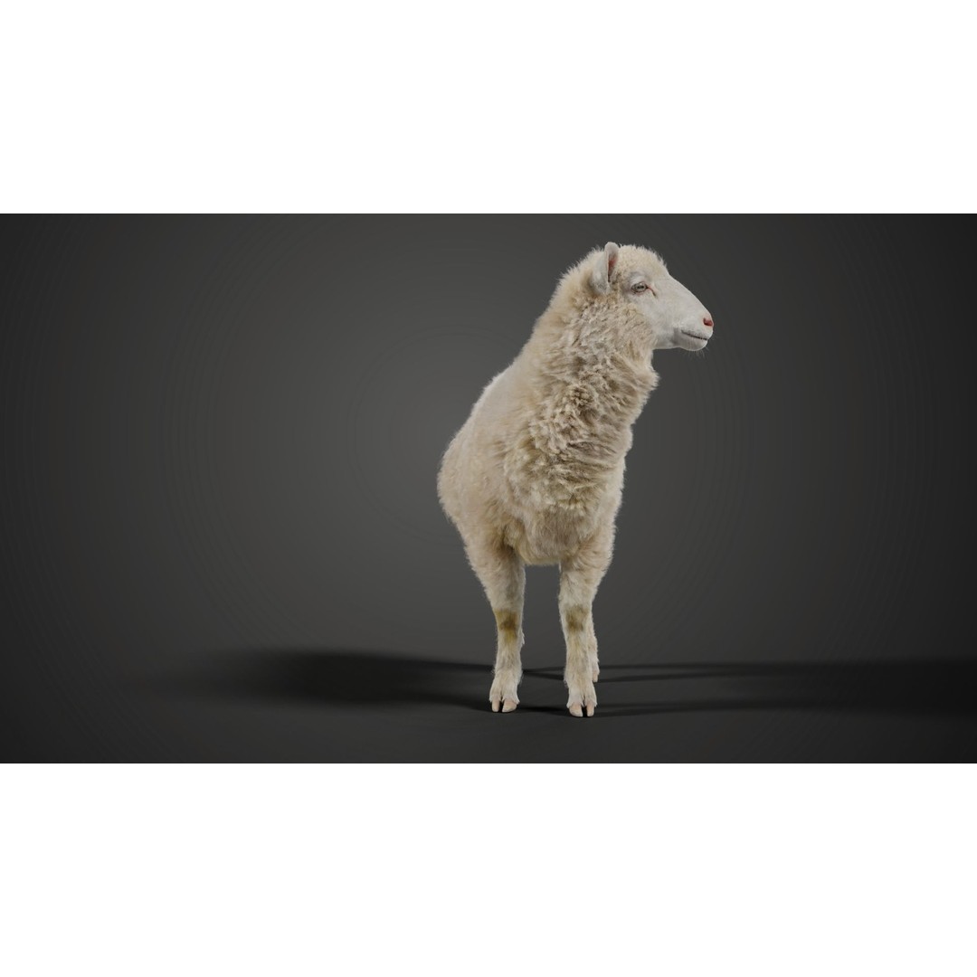 Young Sheep 3D Model – Rigged Animal with Animation, Blender, OBJ - View 4