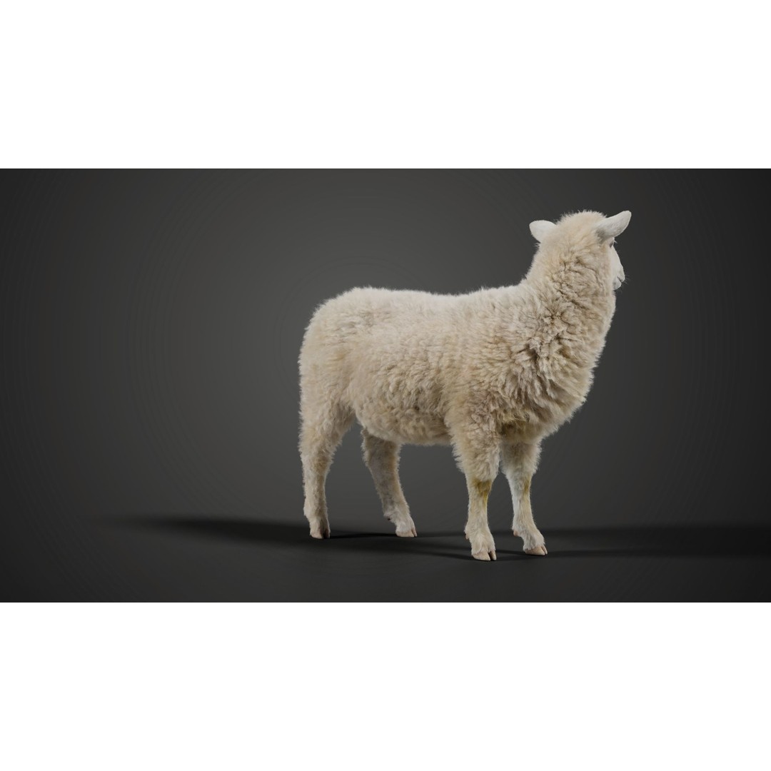 Young Sheep 3D Model – Rigged Animal with Animation, Blender, OBJ - View 5