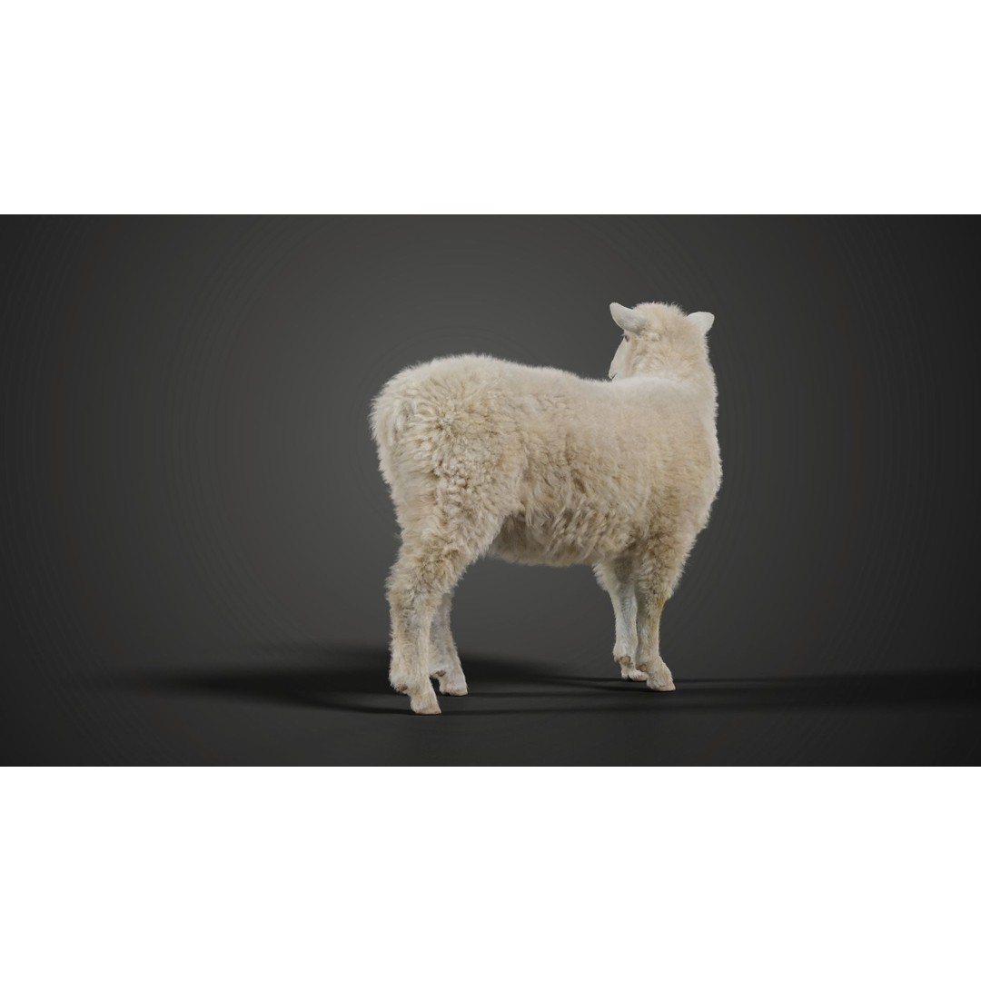 Young Sheep 3D Model – Rigged Animal with Animation, Blender, OBJ - View 6