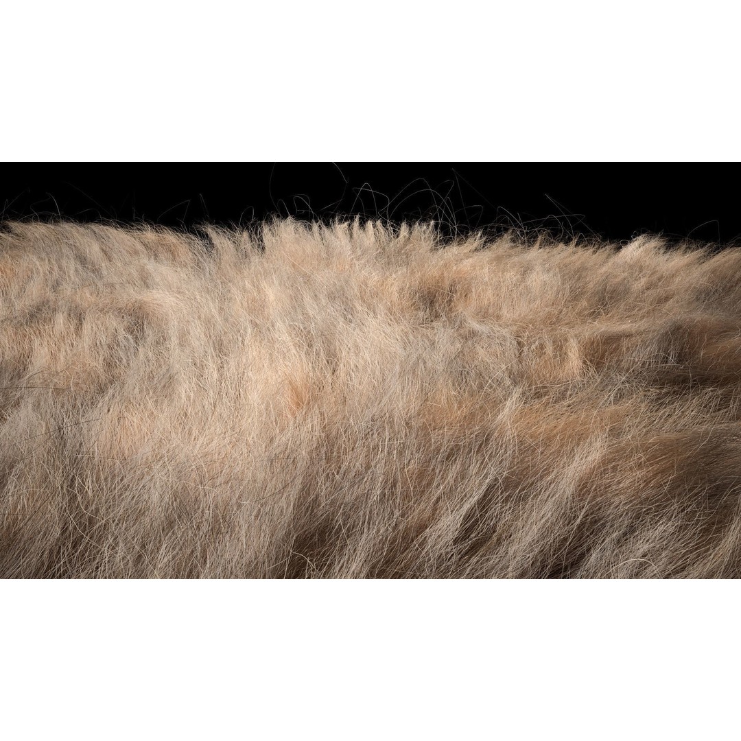 Fur 3D Model – Ornatrix Grooming for Characters, 3ds Max & Maya - View 8