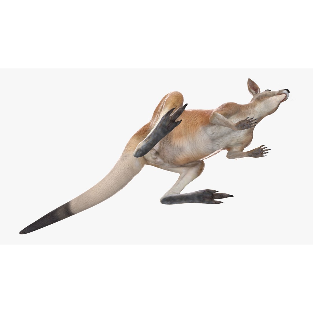 Kangaroo Stands on Four Paws 3D Model – Realistic PBR Asset, FBX, OBJ - View 11