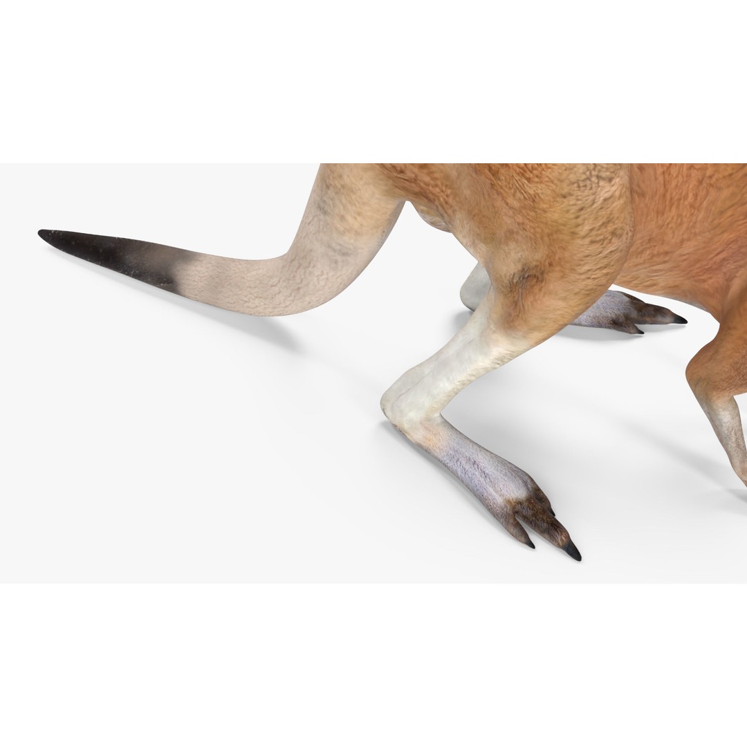 Kangaroo Stands on Four Paws 3D Model – Realistic PBR Asset, FBX, OBJ - View 12