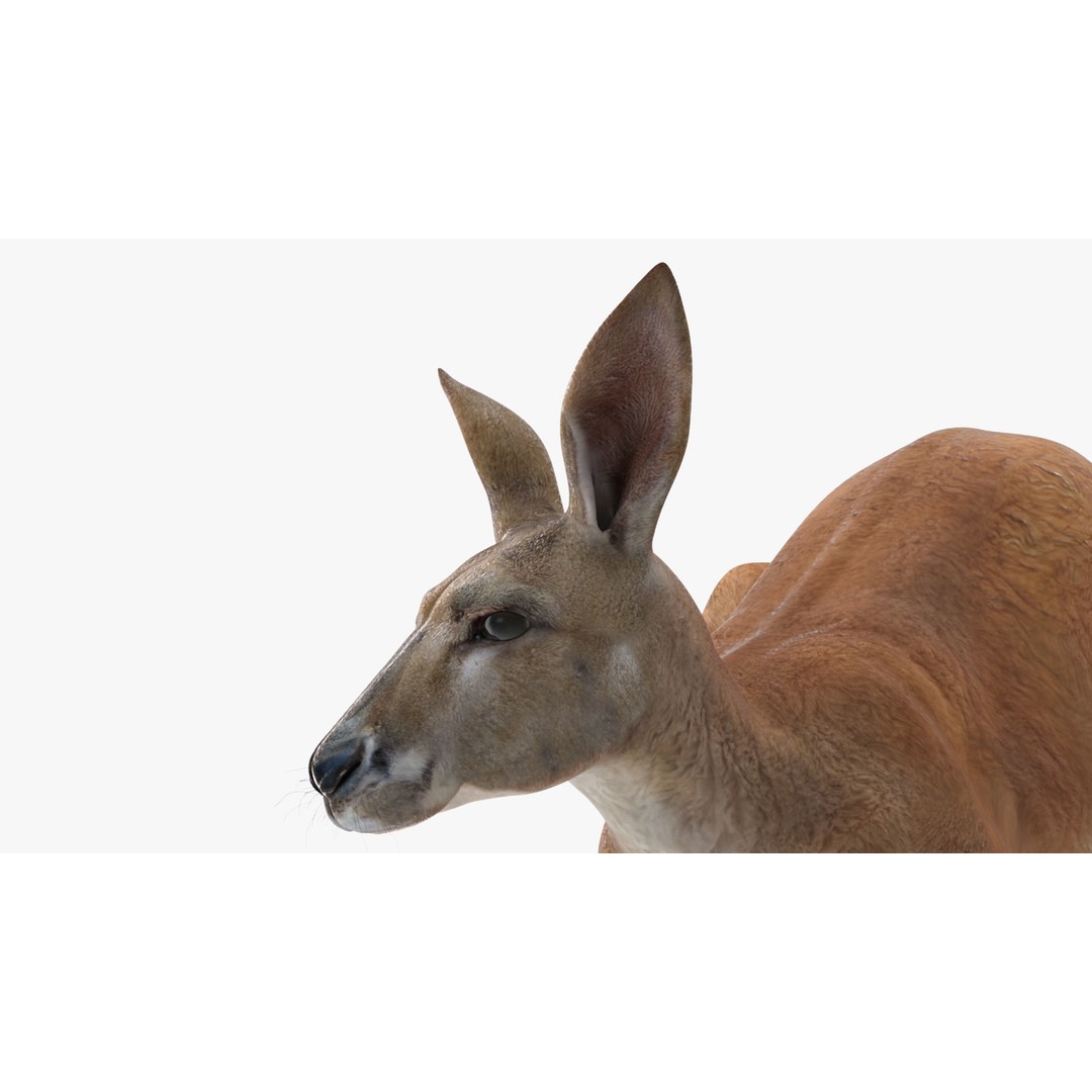 Kangaroo Stands on Four Paws 3D Model – Realistic PBR Asset, FBX, OBJ - View 13