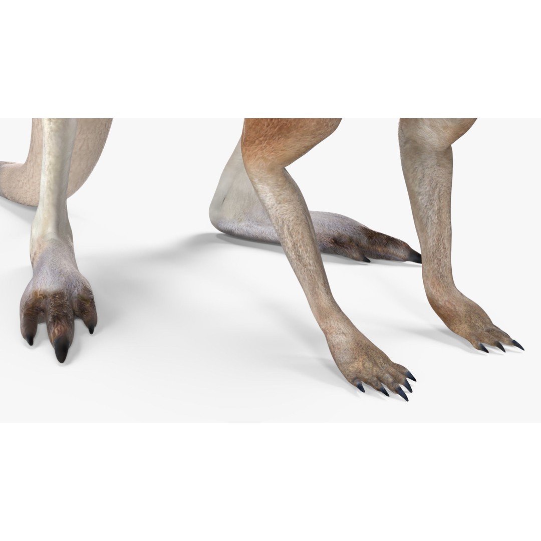 Kangaroo Stands on Four Paws 3D Model – Realistic PBR Asset, FBX, OBJ - View 14