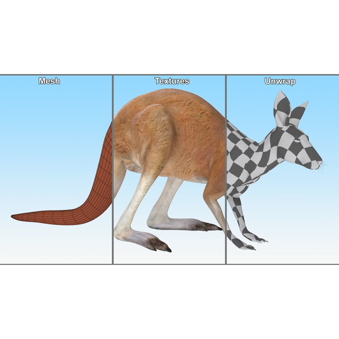 Kangaroo Stands on Four Paws 3D Model – Realistic PBR Asset, FBX, OBJ - View 15