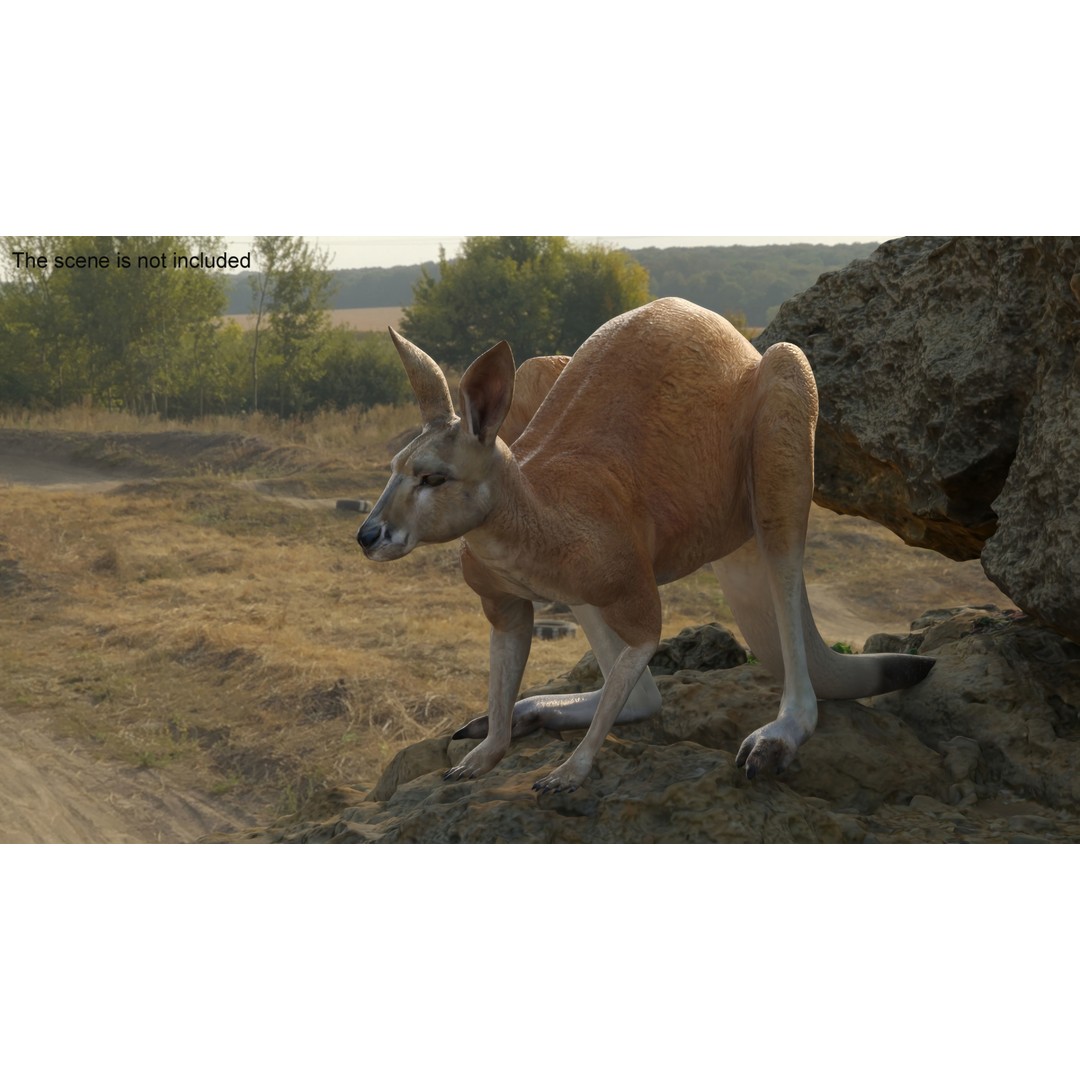 Kangaroo Stands on Four Paws 3D Model – Realistic PBR Asset, FBX, OBJ - View 2