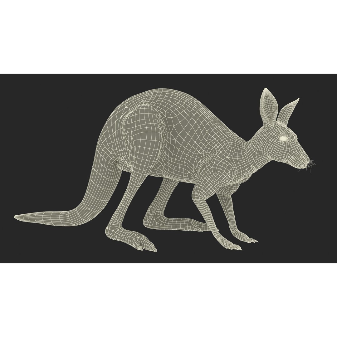 Kangaroo Stands on Four Paws 3D Model – Realistic PBR Asset, FBX, OBJ - View 24