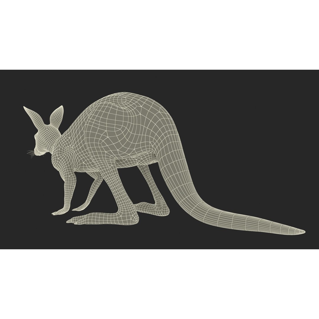 Kangaroo Stands on Four Paws 3D Model – Realistic PBR Asset, FBX, OBJ - View 25