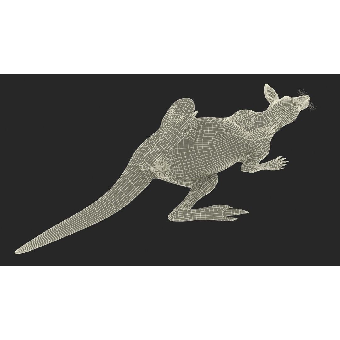 Kangaroo Stands on Four Paws 3D Model – Realistic PBR Asset, FBX, OBJ - View 27