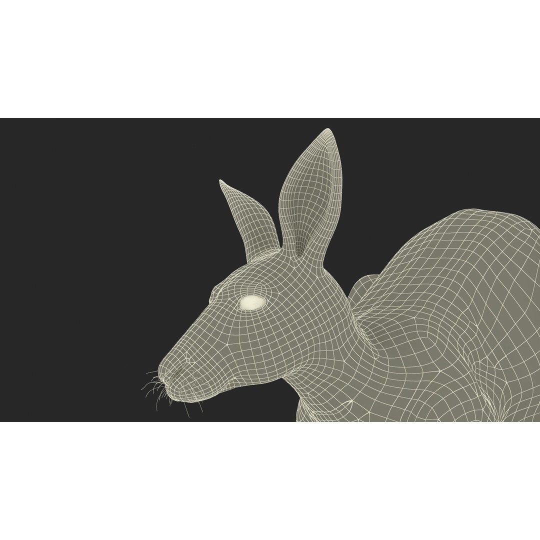 Kangaroo Stands on Four Paws 3D Model – Realistic PBR Asset, FBX, OBJ - View 28