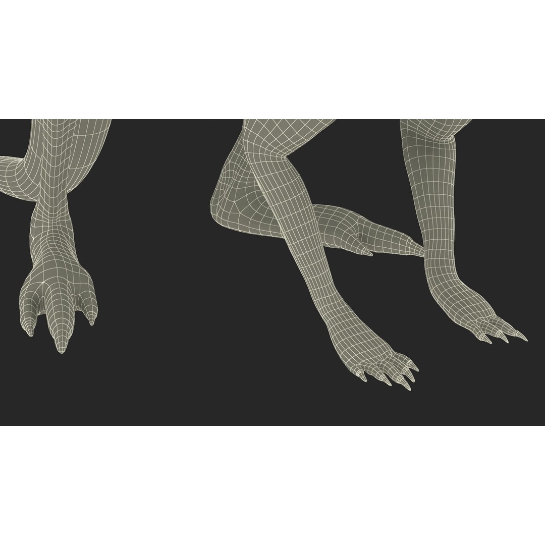 Kangaroo Stands on Four Paws 3D Model – Realistic PBR Asset, FBX, OBJ - View 29