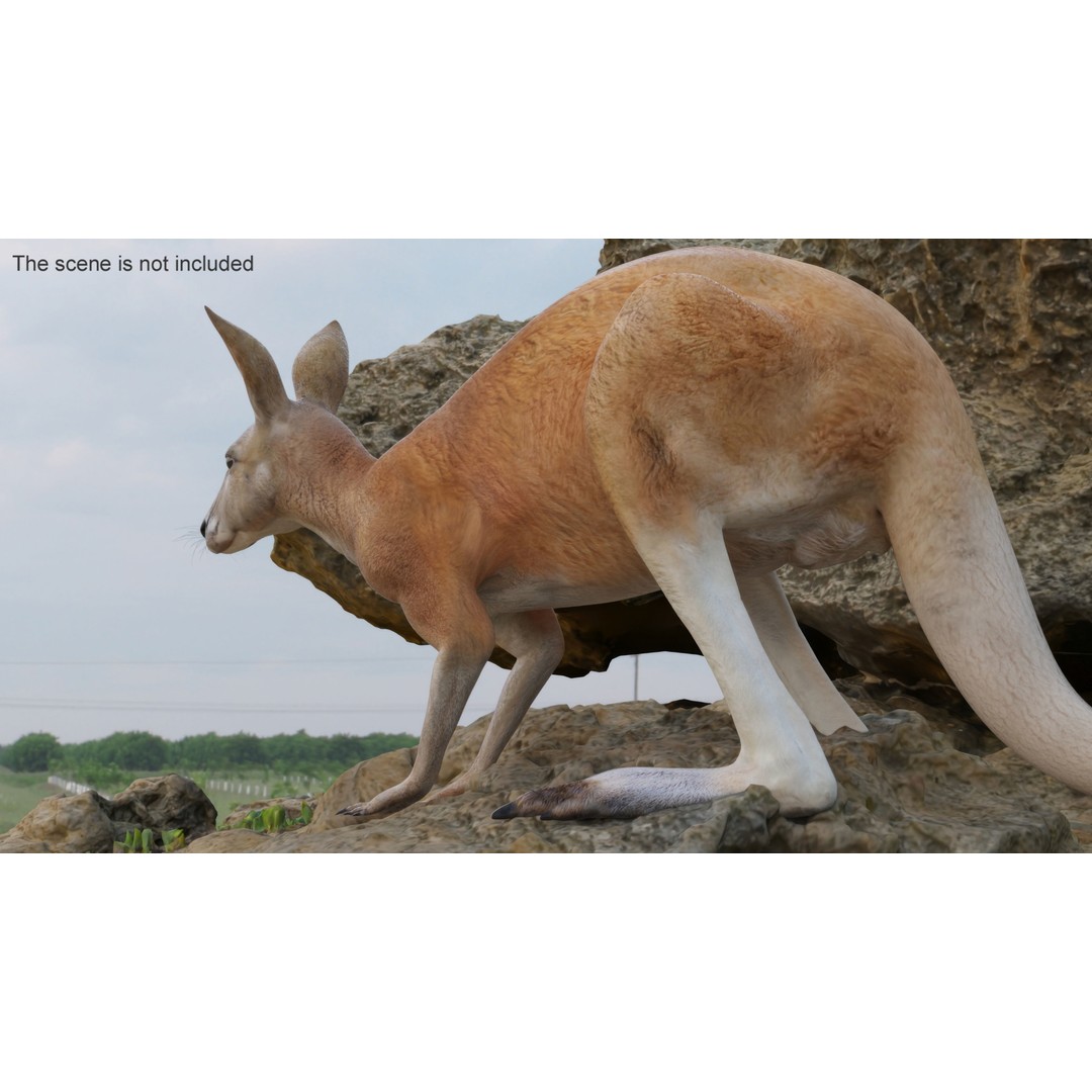 Kangaroo Stands on Four Paws 3D Model – Realistic PBR Asset, FBX, OBJ - View 3