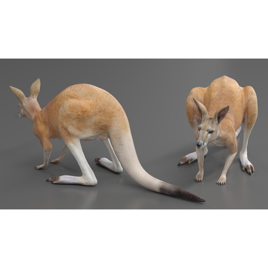 Kangaroo Stands on Four Paws 3D Model – Realistic PBR Asset, FBX, OBJ - View 4