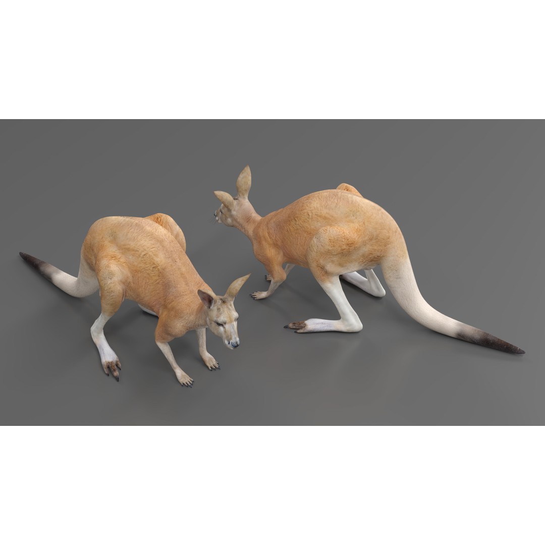 Kangaroo Stands on Four Paws 3D Model – Realistic PBR Asset, FBX, OBJ - View 5