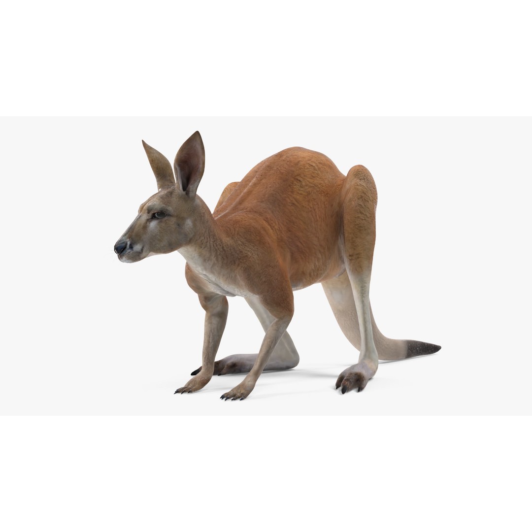 Kangaroo Stands on Four Paws 3D Model – Realistic PBR Asset, FBX, OBJ - View 6