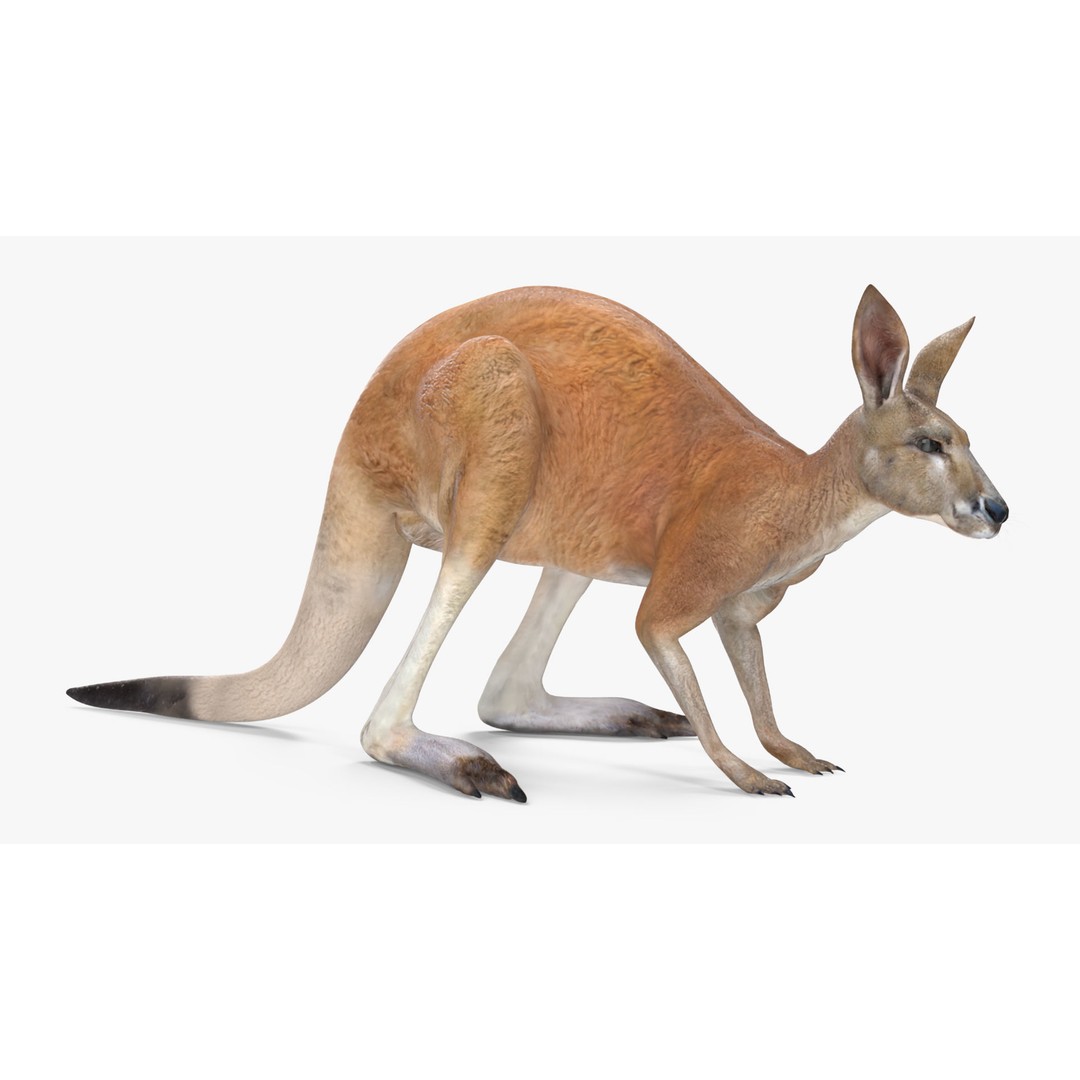 Kangaroo Stands on Four Paws 3D Model – Realistic PBR Asset, FBX, OBJ - View 7