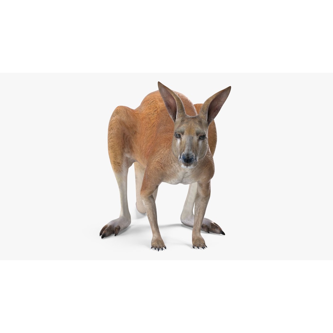 Kangaroo Stands on Four Paws 3D Model – Realistic PBR Asset, FBX, OBJ - View 8