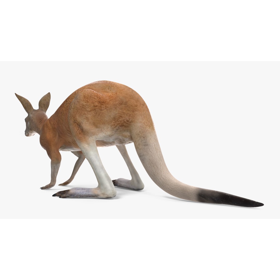 Kangaroo Stands on Four Paws 3D Model – Realistic PBR Asset, FBX, OBJ - View 9