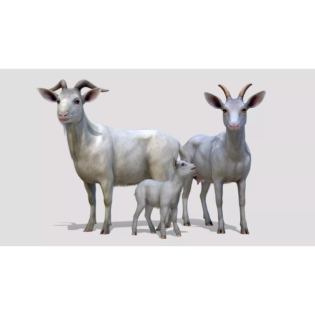 Goat Family 3D Model – Low Poly Game Asset, Rigged, PBR Textures - View 2