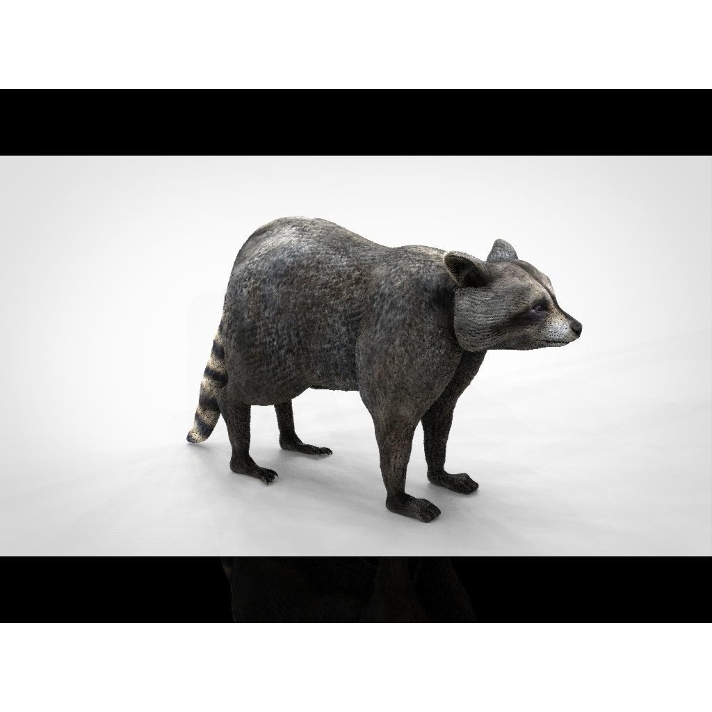 Raccoon 3D Model – Low Poly Game Asset, FBX, PBR Textures - View 18