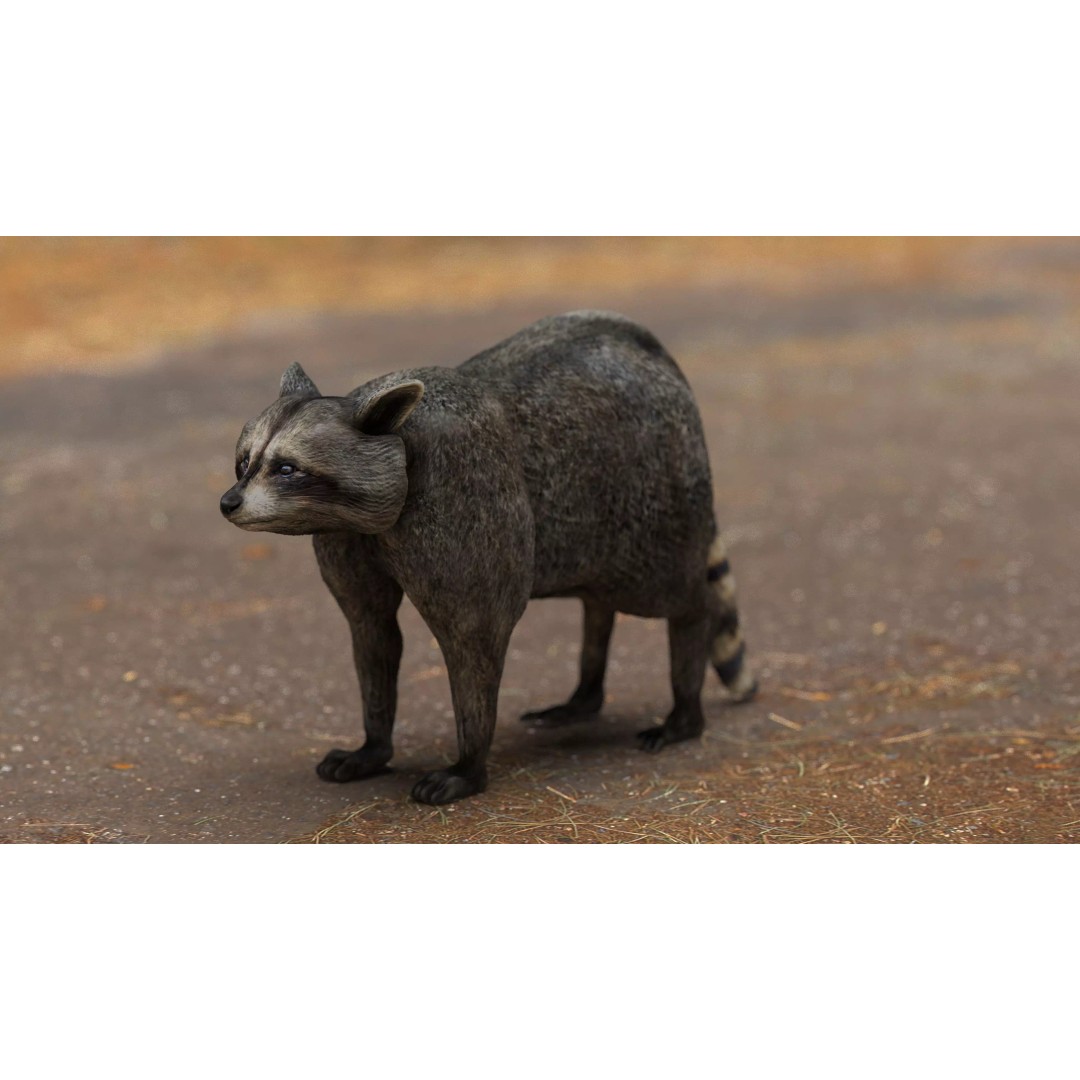 Raccoon 3D Model – Low Poly Game Asset, FBX, PBR Textures - View 2