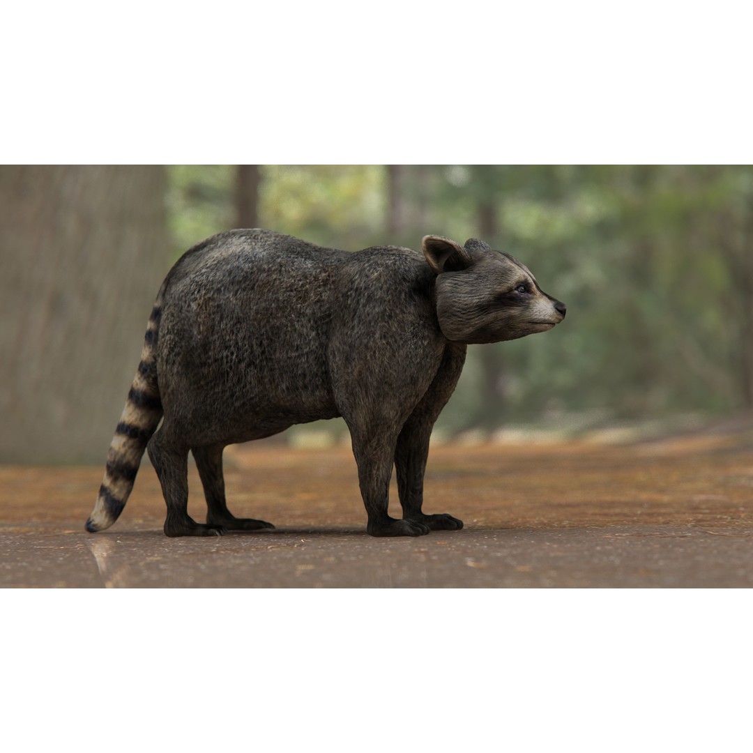 Raccoon 3D Model – Low Poly Game Asset, FBX, PBR Textures - View 3