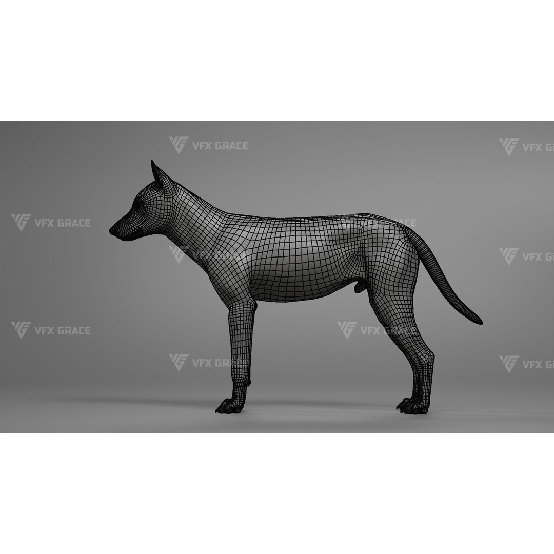 Arctic Wolf 3D Model – Realistic Rigged Animation, Blender - View 10