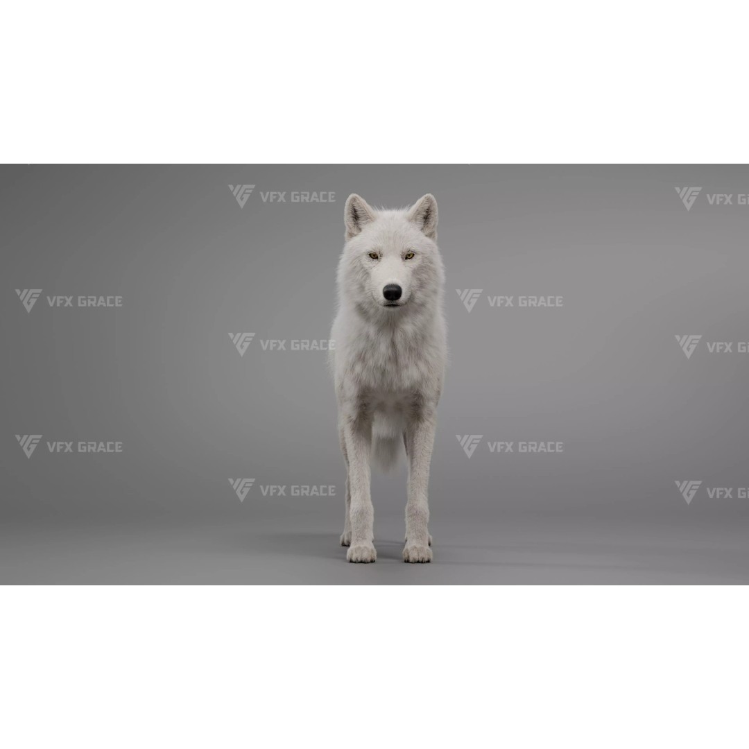 Arctic Wolf 3D Model – Realistic Rigged Animation, Blender - View 2