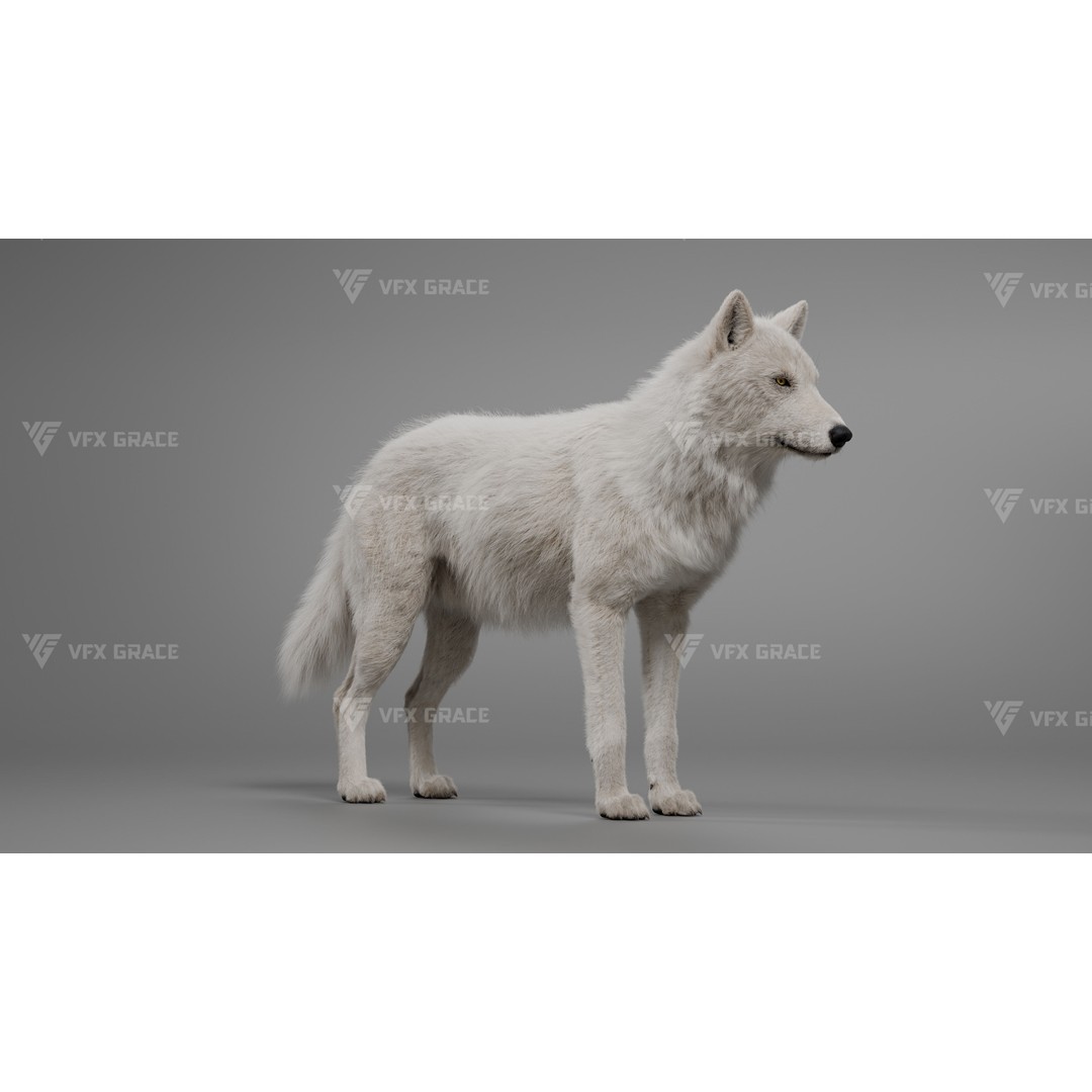Arctic Wolf 3D Model – Realistic Rigged Animation, Blender - View 3