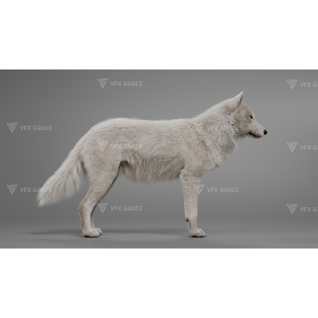 Arctic Wolf 3D Model – Realistic Rigged Animation, Blender - View 4