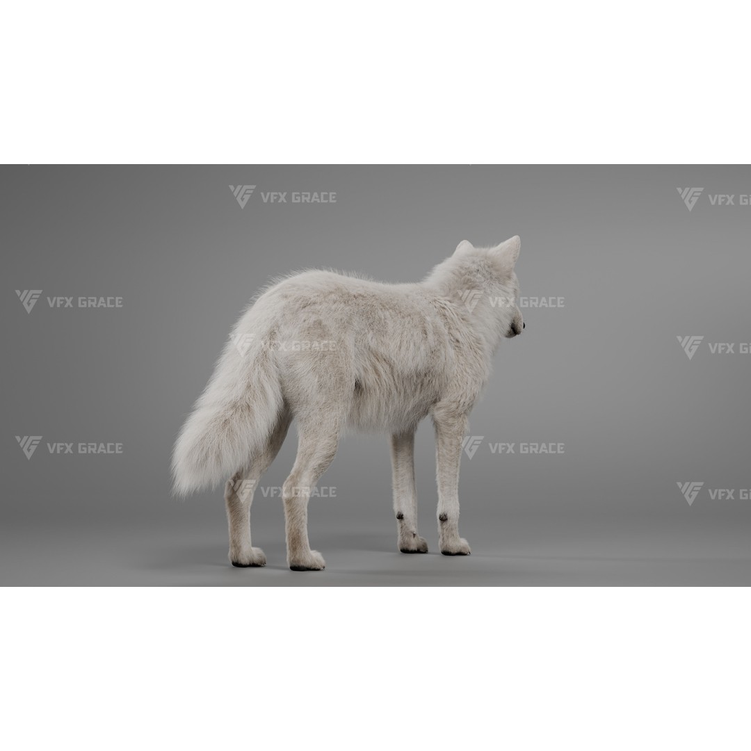 Arctic Wolf 3D Model – Realistic Rigged Animation, Blender - View 5