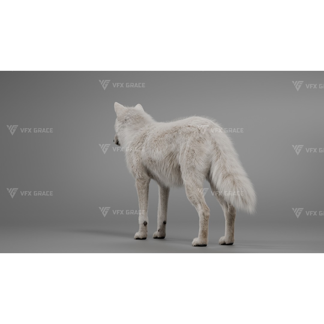 Arctic Wolf 3D Model – Realistic Rigged Animation, Blender - View 6