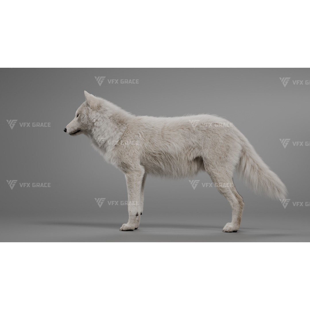 Arctic Wolf 3D Model – Realistic Rigged Animation, Blender - View 7