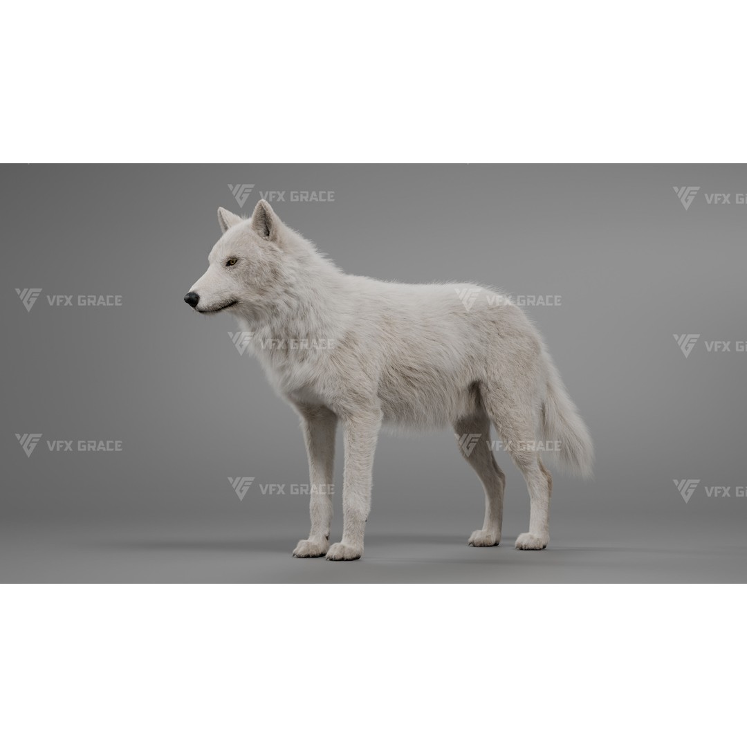 Arctic Wolf 3D Model – Realistic Rigged Animation, Blender - View 8