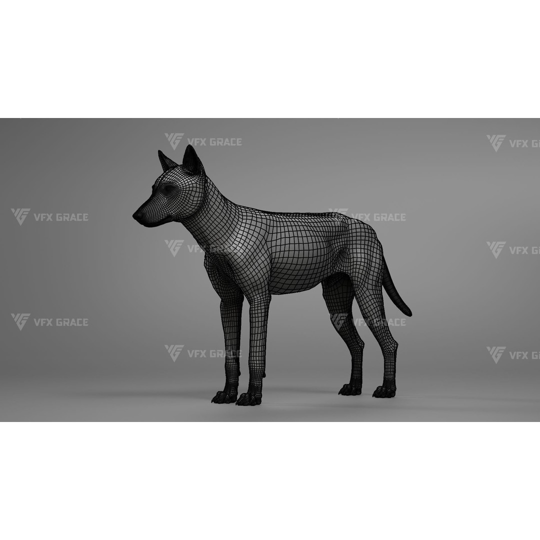 Arctic Wolf 3D Model – Realistic Rigged Animation, Blender - View 9