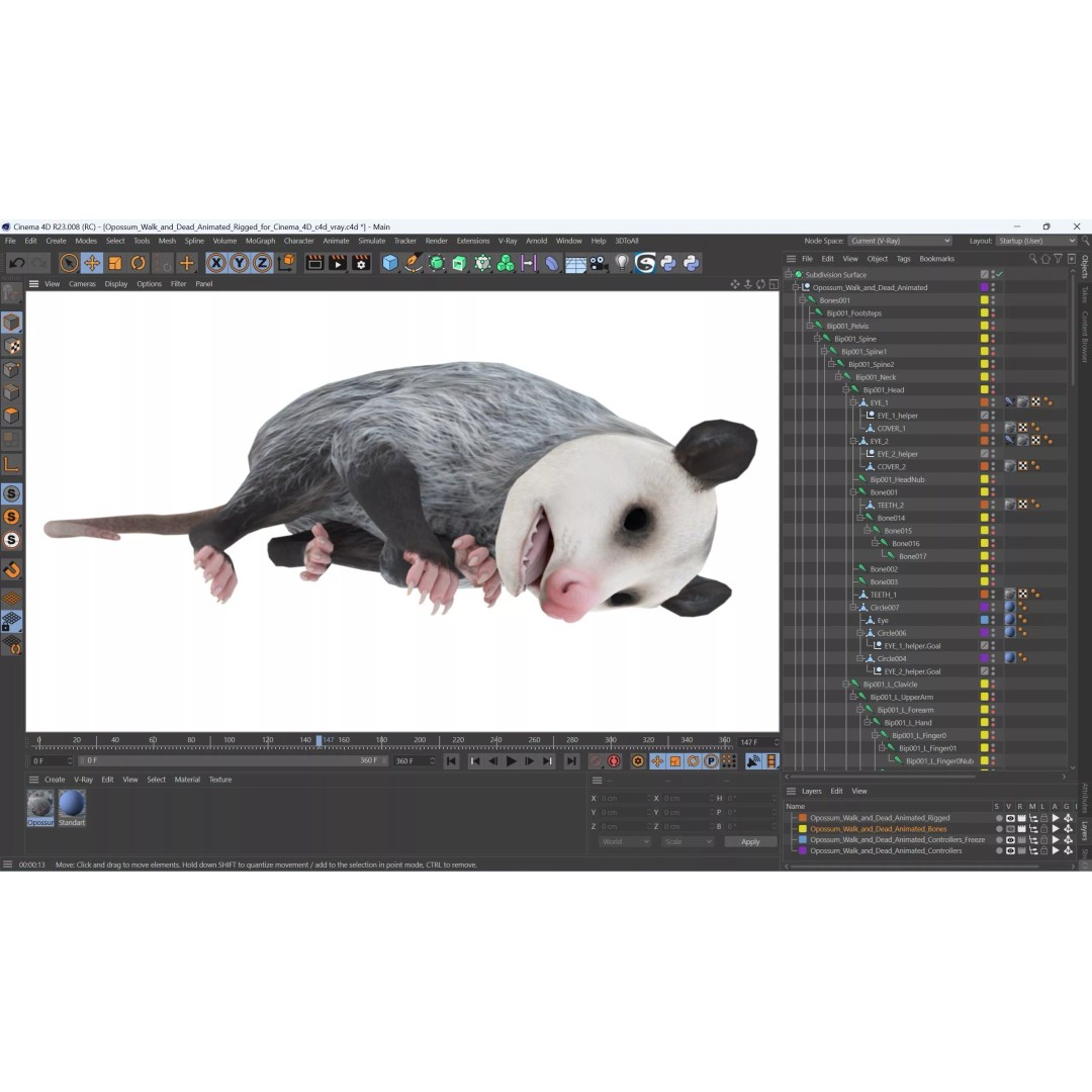 Opossum 3D Model – Rigged Animated Character for Cinema 4D