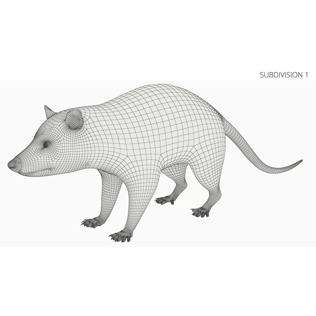 Opossum 3D Model – Rigged Animated Character for Cinema 4D - View 11
