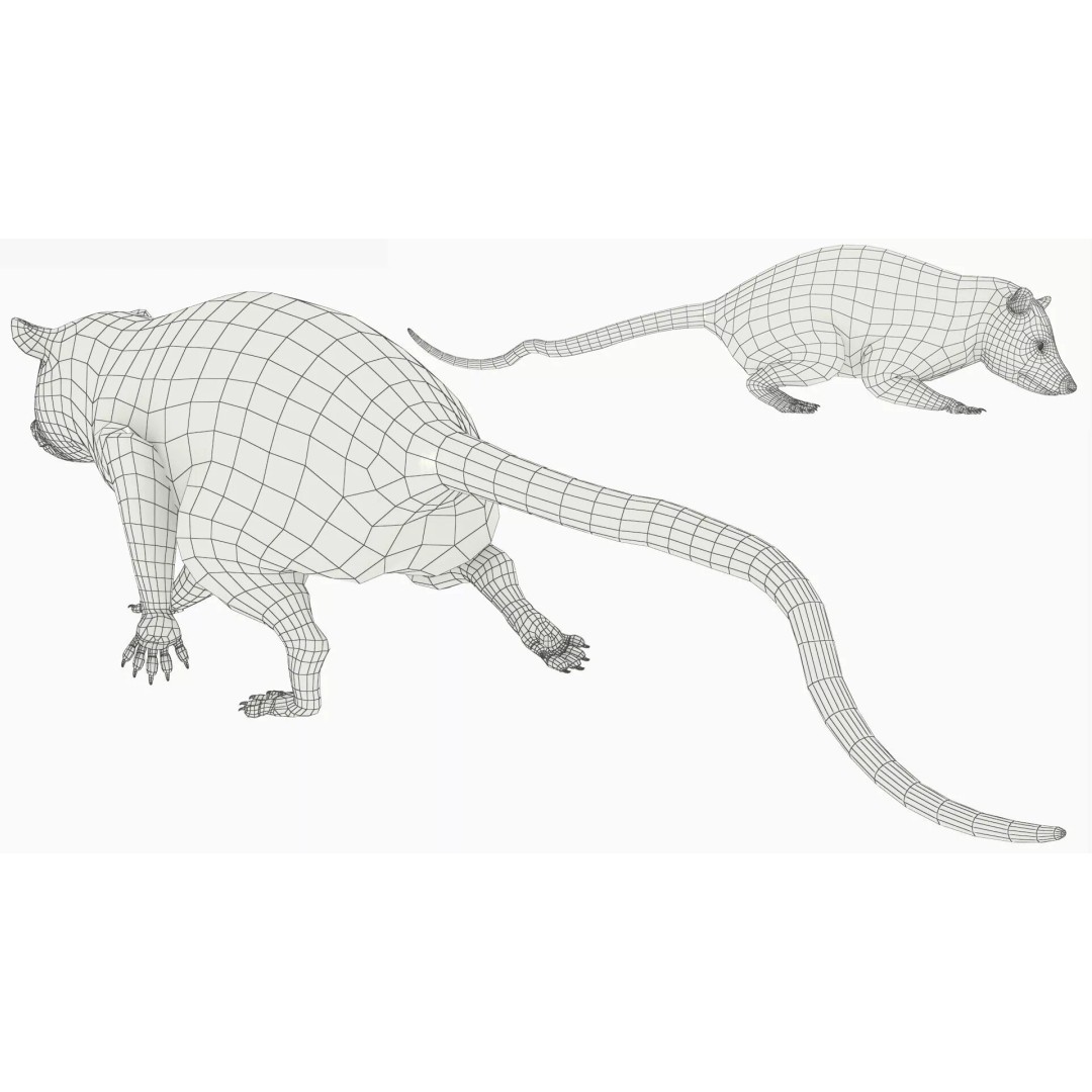 Opossum 3D Model – Rigged Animated Character for Cinema 4D - View 12