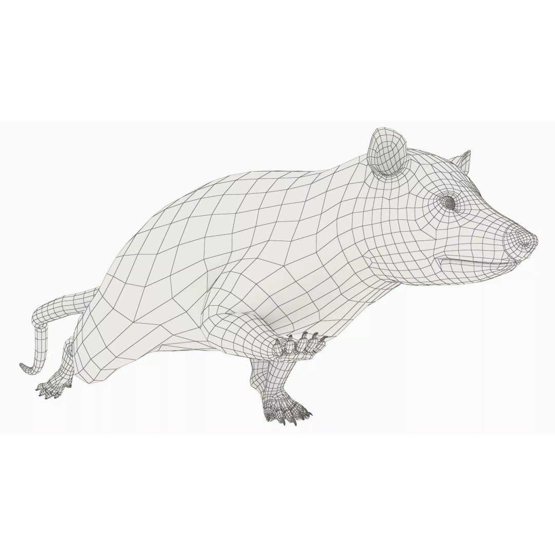Opossum 3D Model – Rigged Animated Character for Cinema 4D - View 13