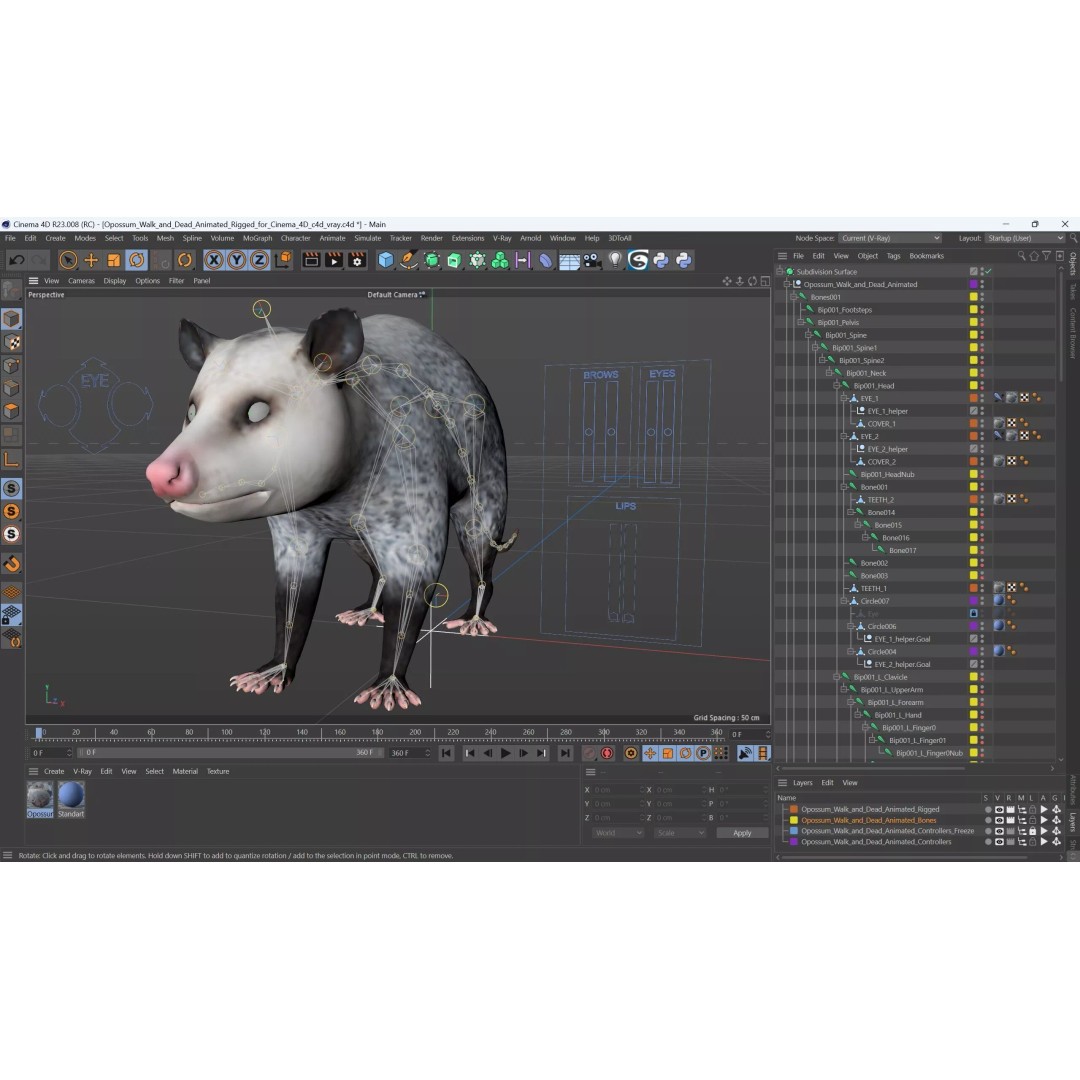 Opossum 3D Model – Rigged Animated Character for Cinema 4D - View 16