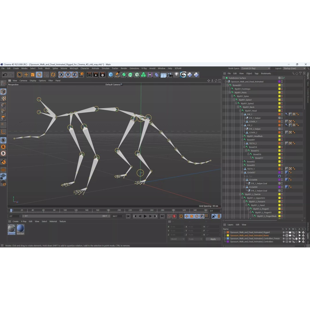 Opossum 3D Model – Rigged Animated Character for Cinema 4D - View 17