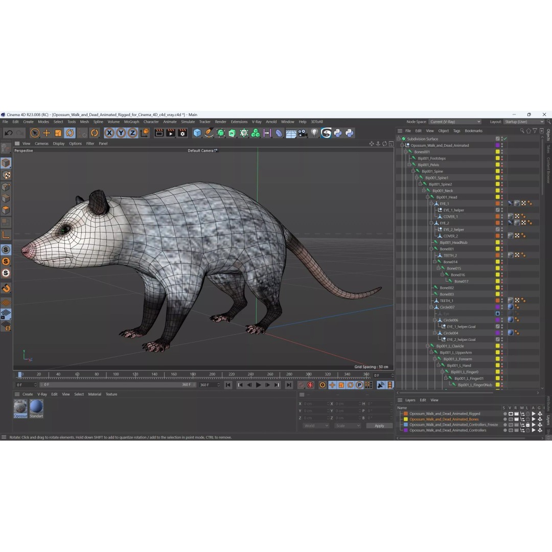 Opossum 3D Model – Rigged Animated Character for Cinema 4D - View 18