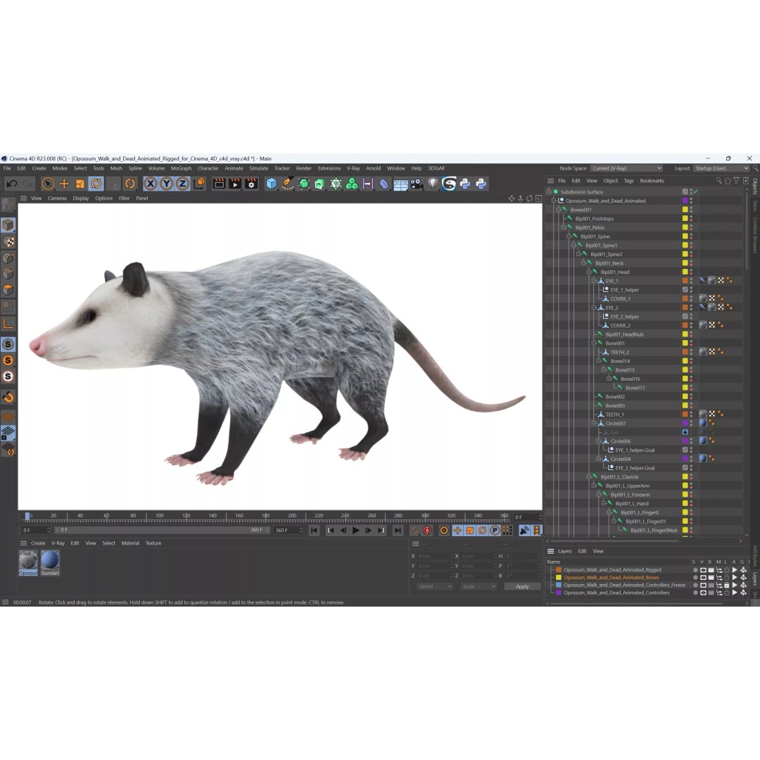 Opossum 3D Model – Rigged Animated Character for Cinema 4D - View 19