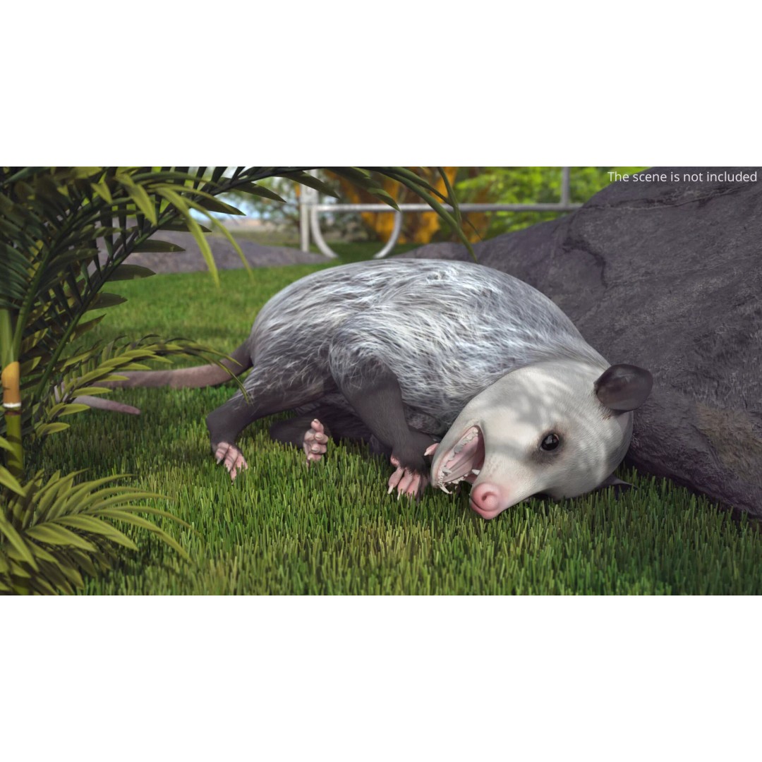 Opossum 3D Model – Rigged Animated Character for Cinema 4D - View 2