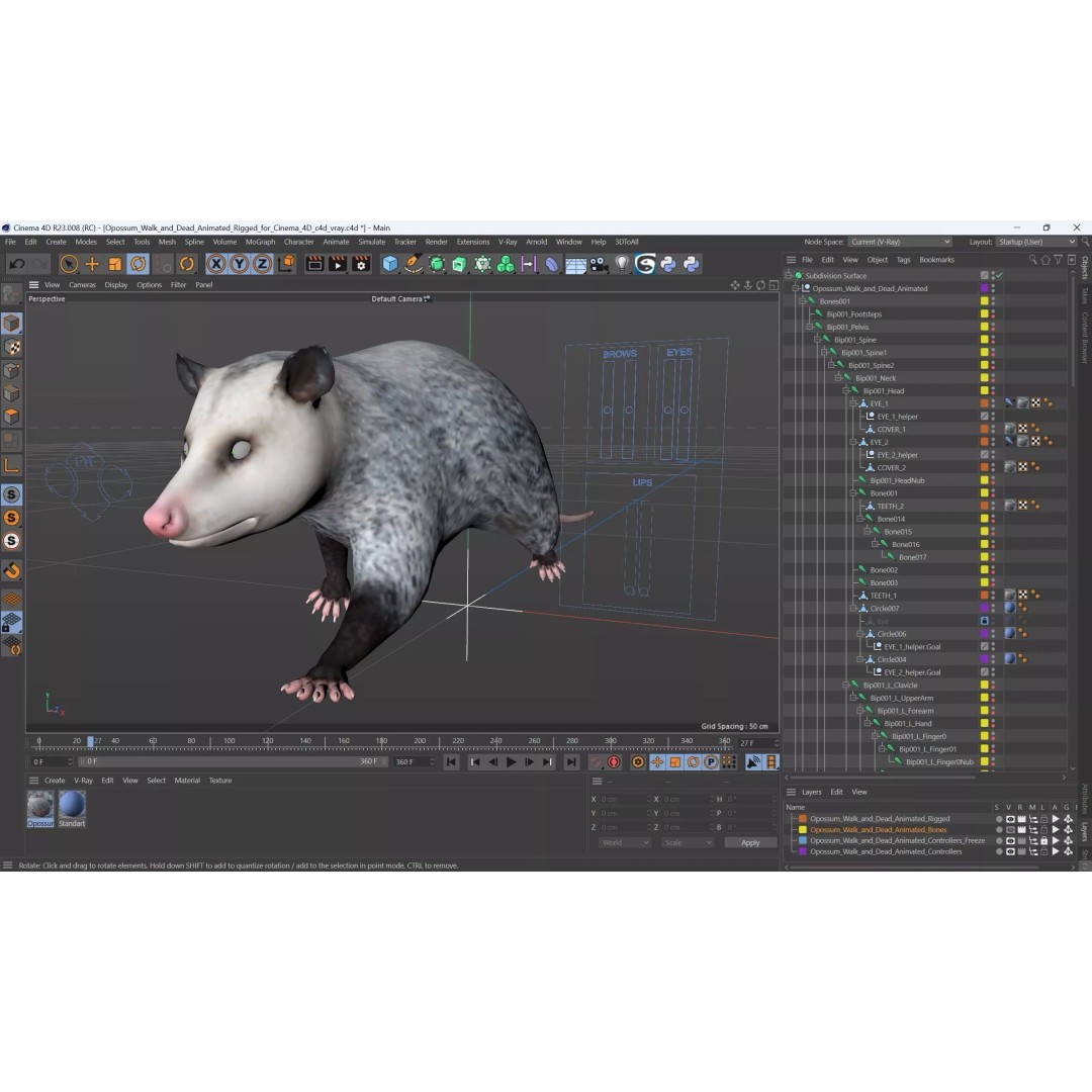Opossum 3D Model – Rigged Animated Character for Cinema 4D - View 20