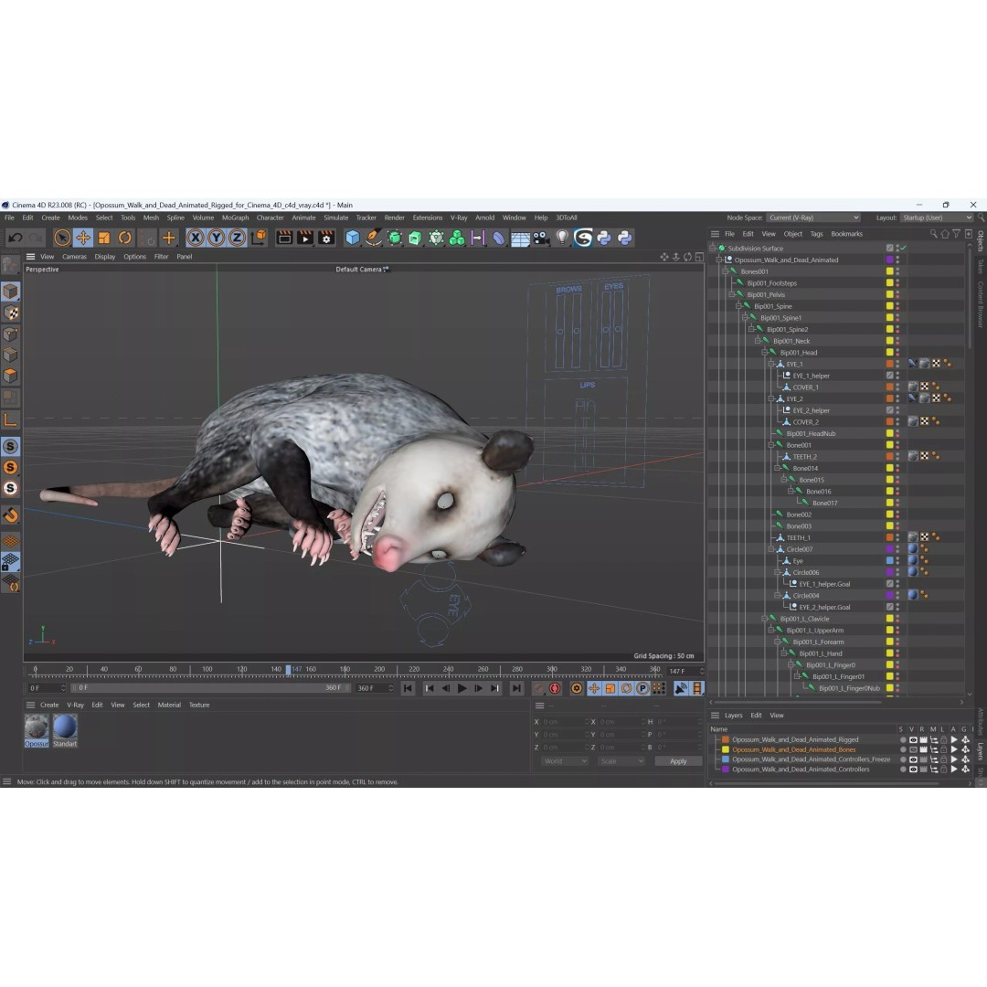 Opossum 3D Model – Rigged Animated Character for Cinema 4D - View 21