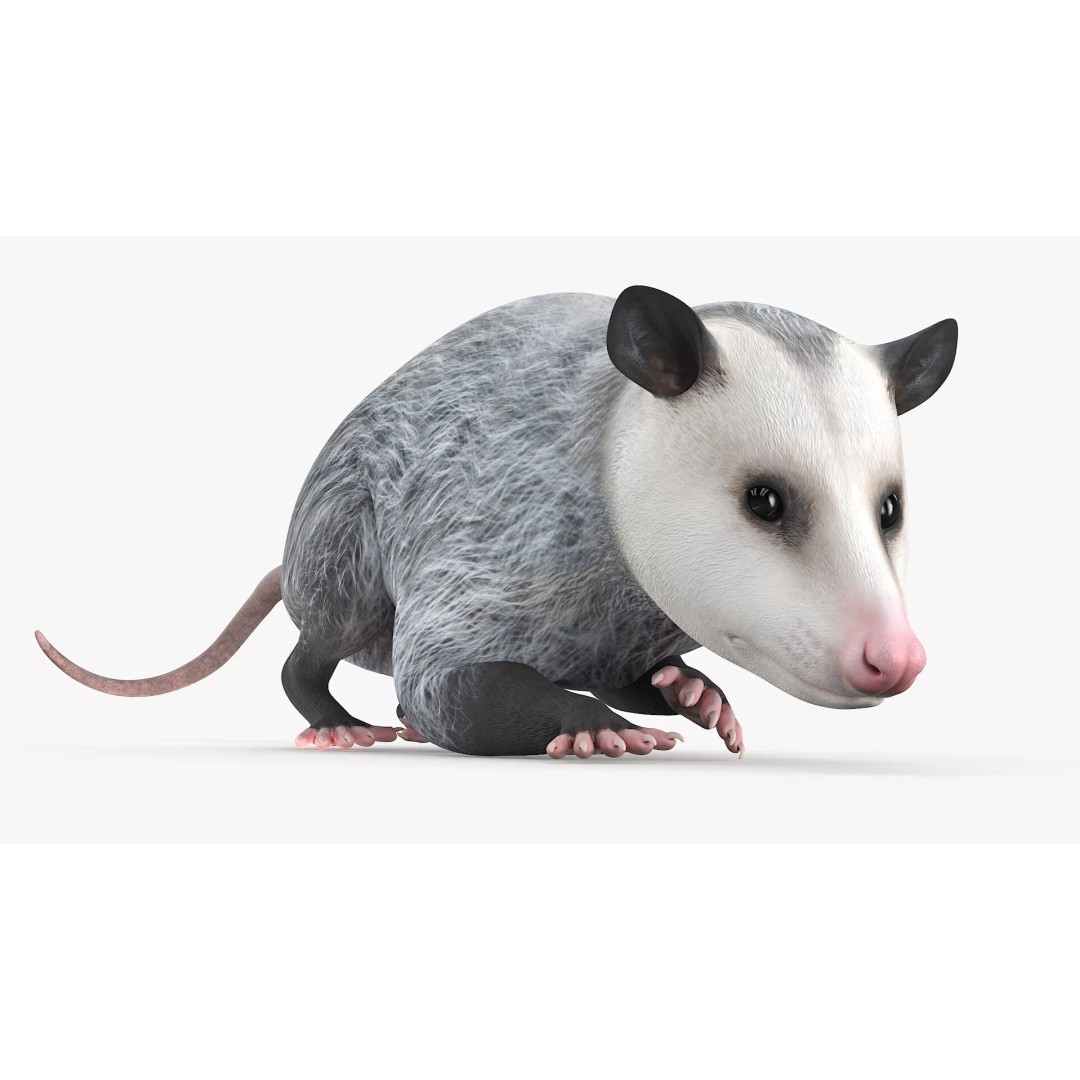 Opossum 3D Model – Rigged Animated Character for Cinema 4D - View 4