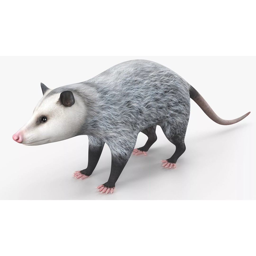 Opossum 3D Model – Rigged Animated Character for Cinema 4D - View 5