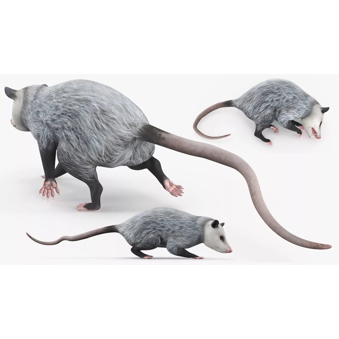 Opossum 3D Model – Rigged Animated Character for Cinema 4D - View 6